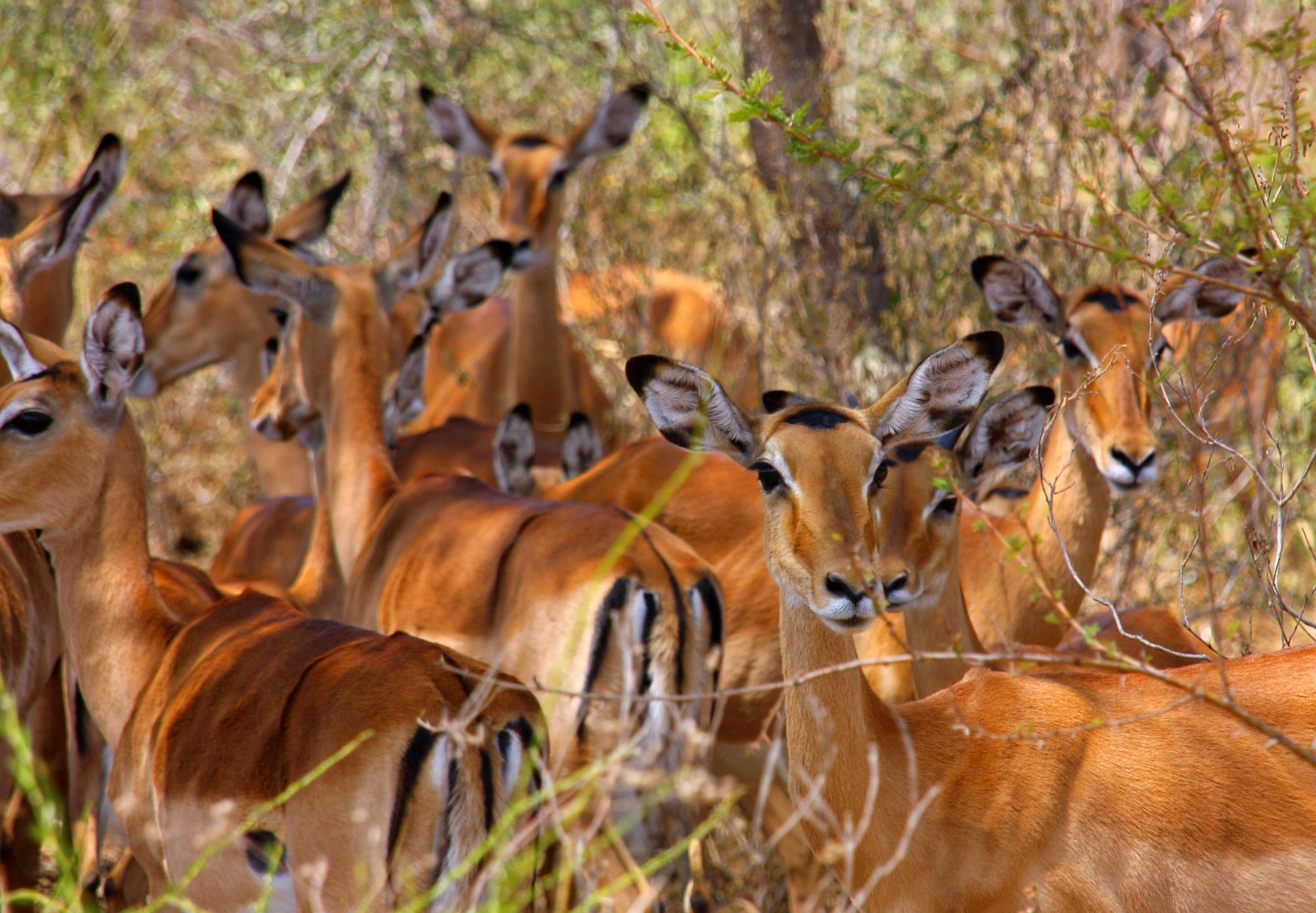 Lake Mburo Nationalpark image