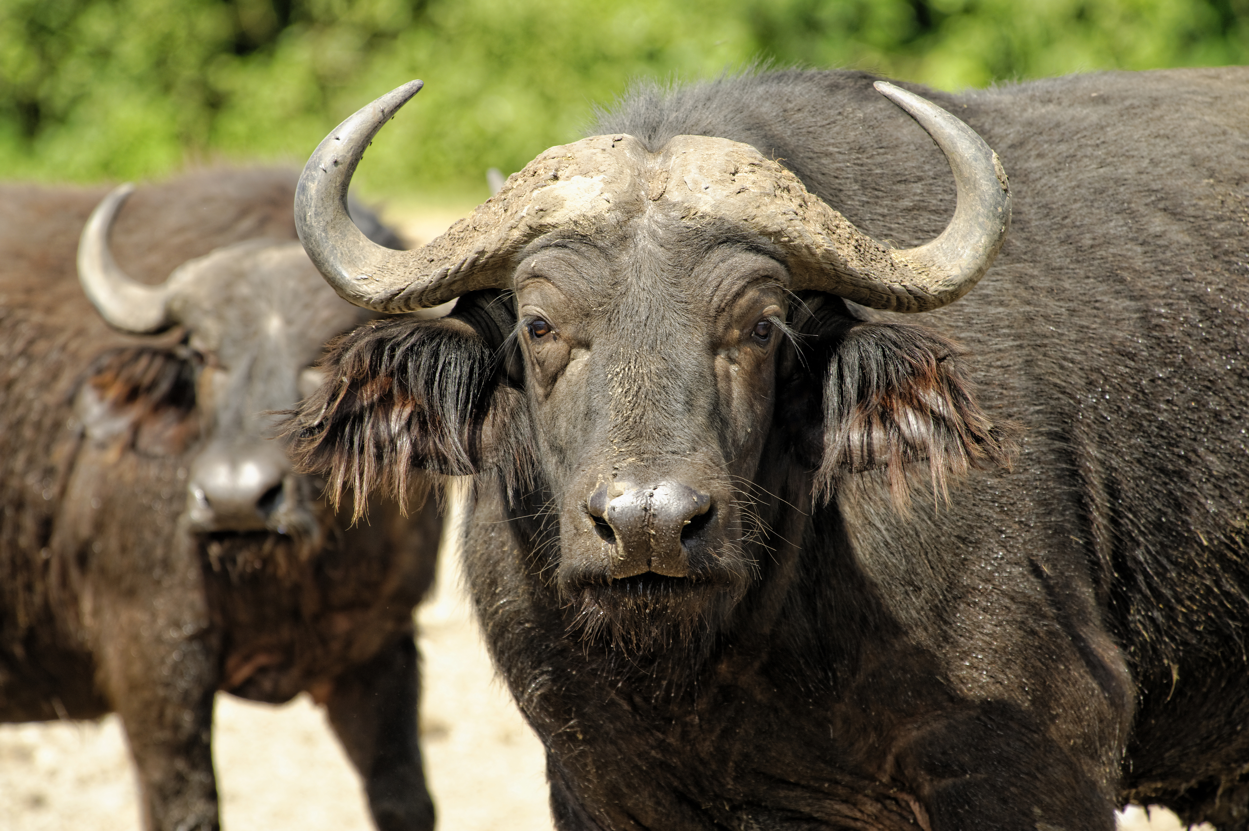 Queen Elisabeth Nationalpark image