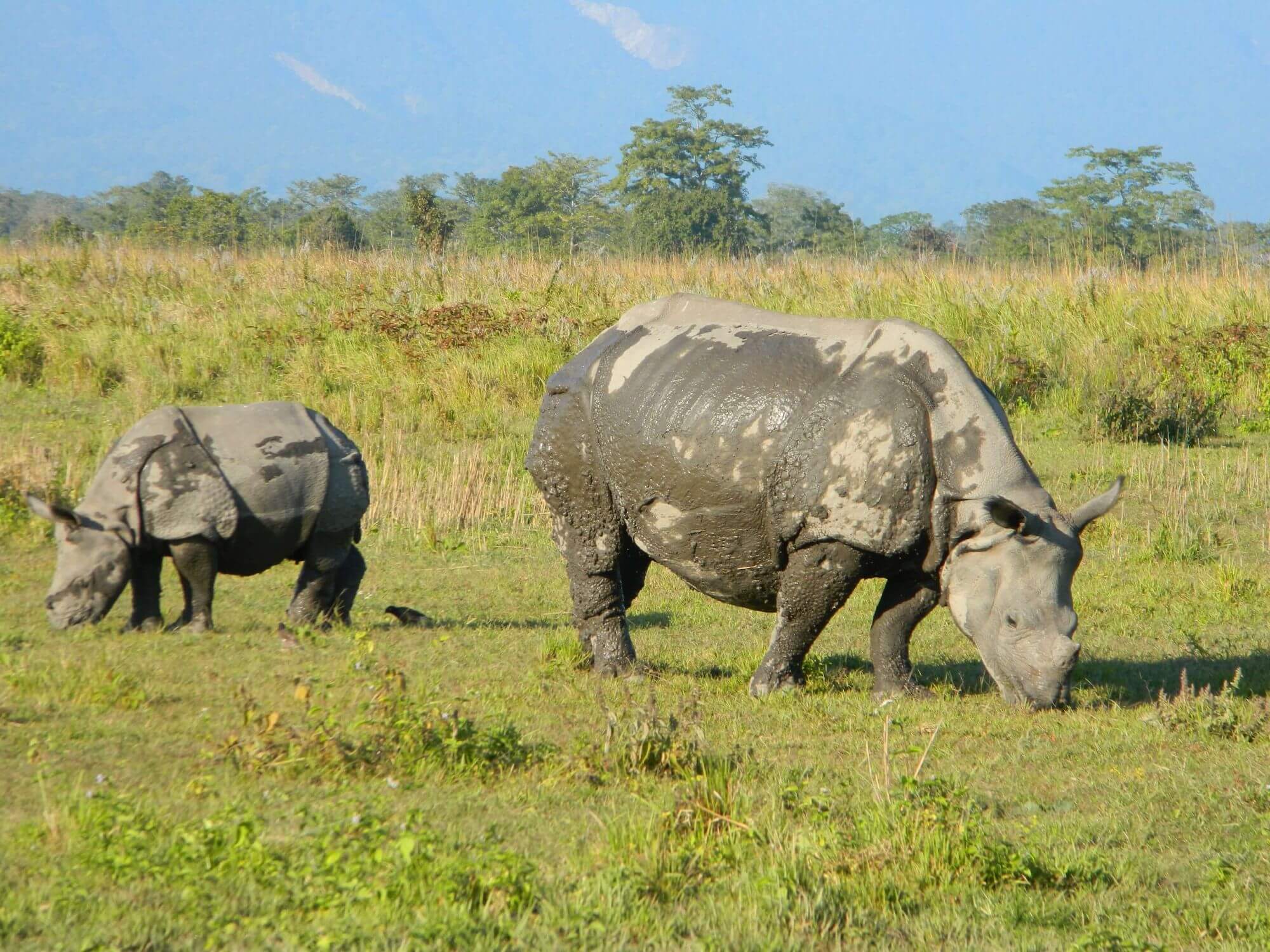 Manas Nationalpark image