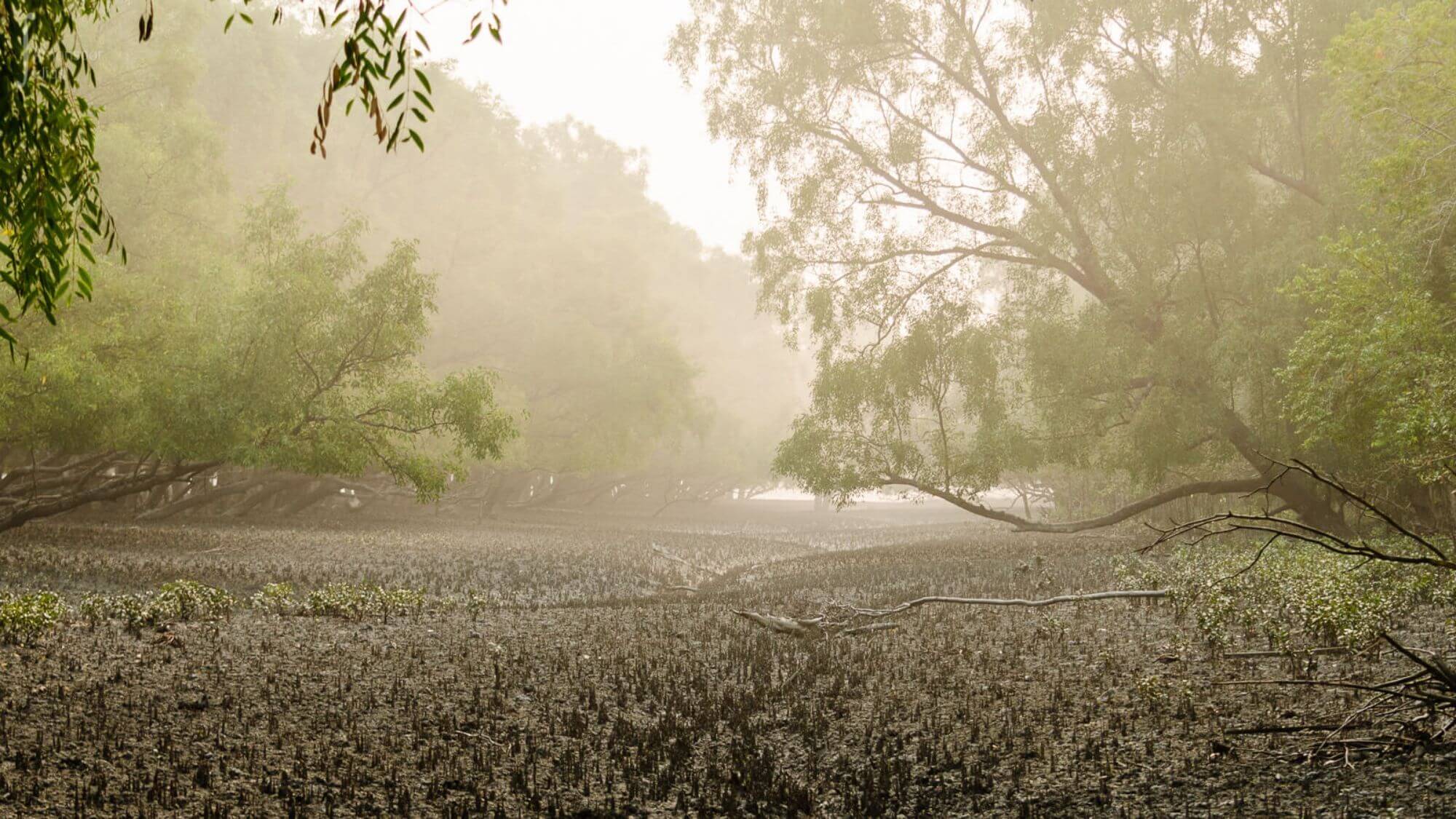 Sundarbans Nationalpark image