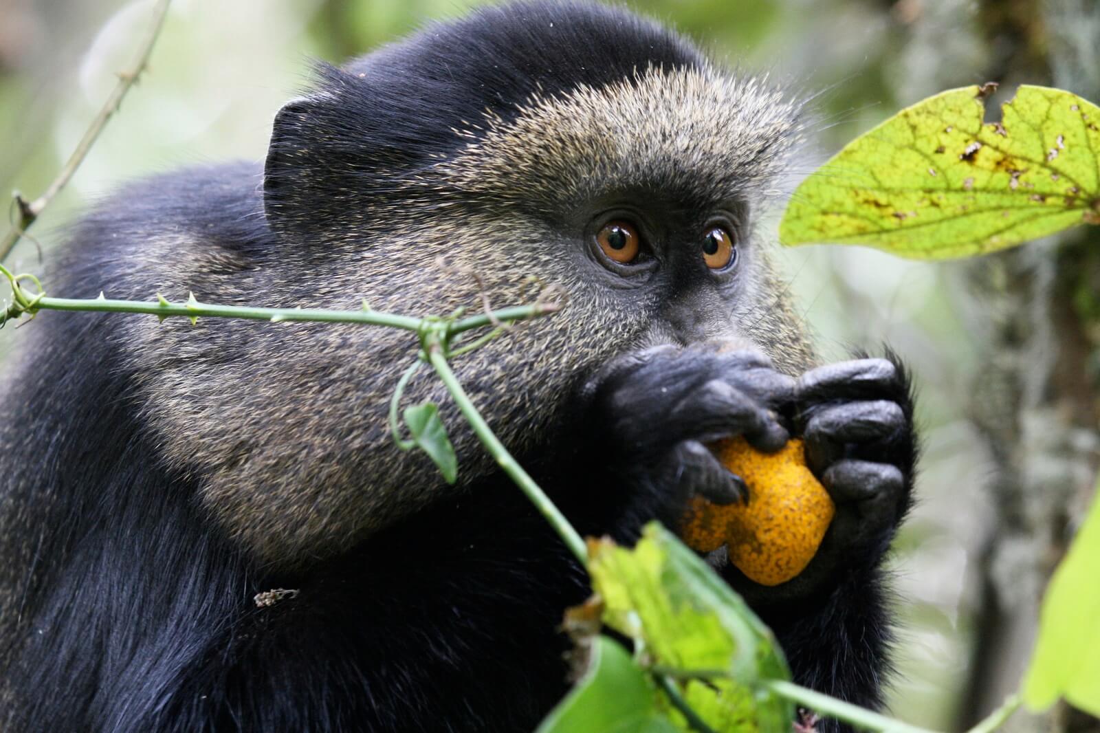 Der kleinste Park in Uganda image